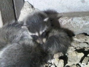 litter of raccoon babies