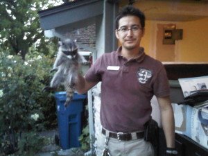 raccoon baby control