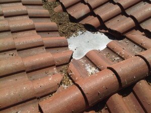 bird removal roof