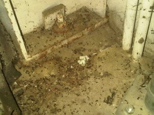 bat wildlife control removal