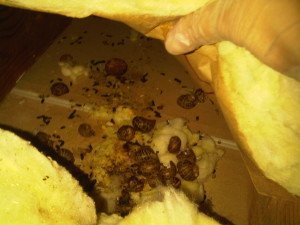 squirrel poop attic feces