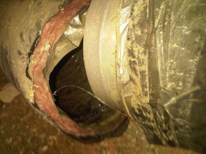 ducting raccoon attic