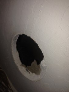 dead animal in wall