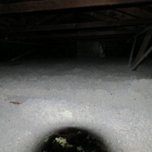 raccoon control