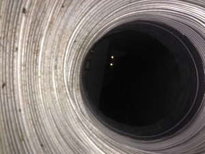 animal inside duct
