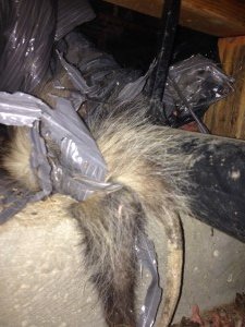 dead animal wildlife opossum ducting