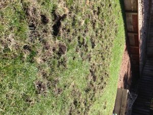 gopher control removal
