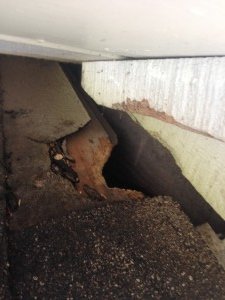 wildlife damage control squirrel
