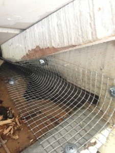 squirrel hole attic rodent