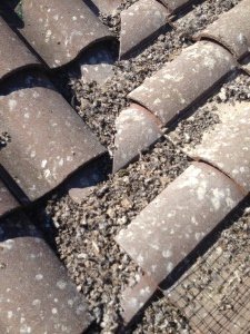 bird poop pigeon control