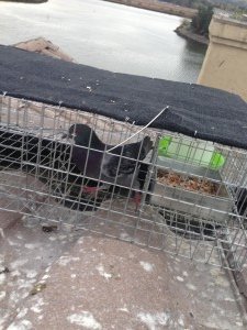 pigeon control concord