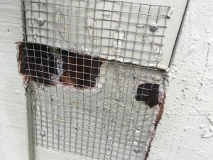 woodpecker control