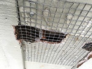 screen repair home squirrel control