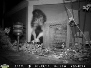 skunk in crawlspace