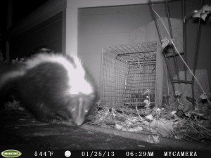 skunk crawlspace