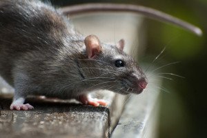 Rats control