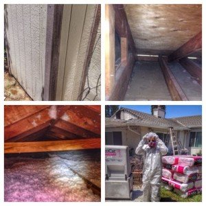house damage  by raccoon