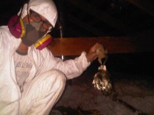 rodent control pest