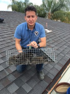 baby raccoons