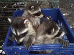 raccoon control