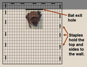 bat exclusion cone door