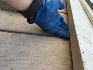 how to bat proof your home