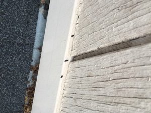 bat guano control cleanup