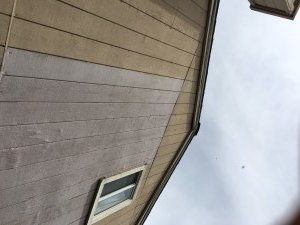 bat removal professionals