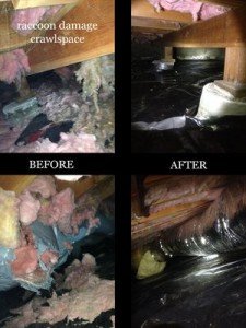 crawlspace decontamination