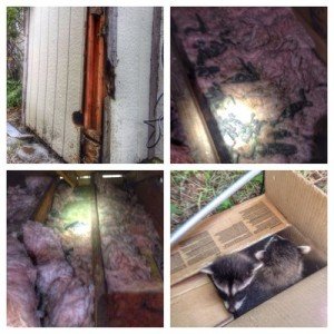 raccoon siding of house