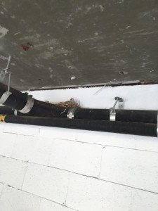 bird nest garage