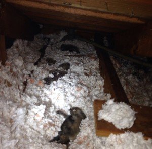 baby raccoons
