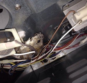 rat Removal