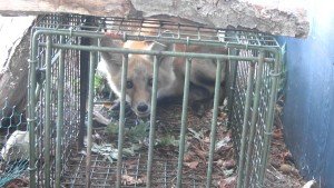 fox professional removal