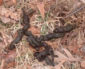 feces fox poop