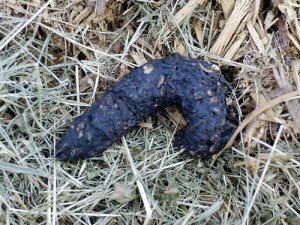 fox feces poop