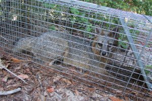 fox trapper wildlife animal