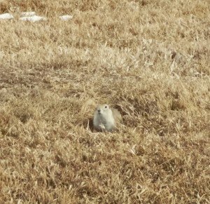 gopher removal