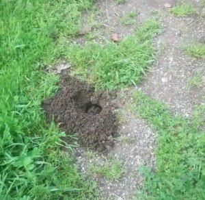 gopher hole damage animal