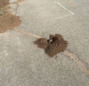 gopher wildlife animal control