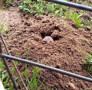 gopher control