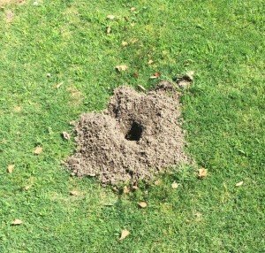 gopher mound damage dirt