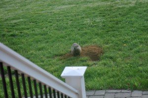 gopher animal removal