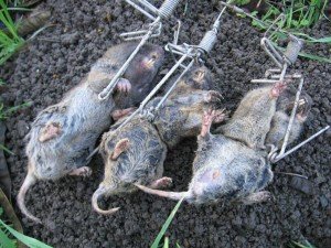 gopher control trap
