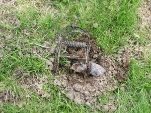 gopher animal removal