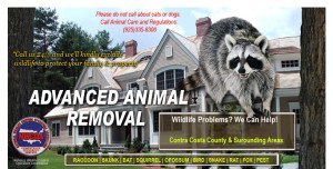 skunk removal
