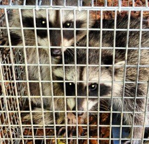 raccoon control baby
