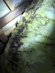 rat damage crawlspace