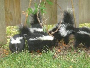 litter of skunks