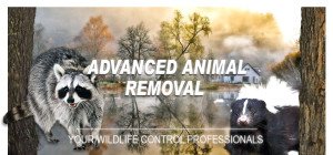 animal removal wildlife control